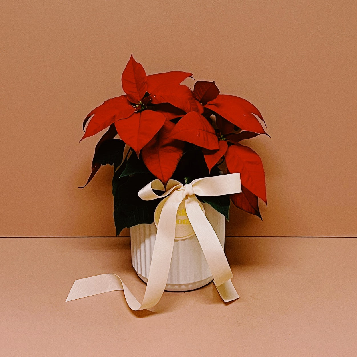 Prancers Poinsettia