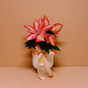 Prancer's Peachy Poinsettia